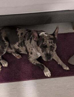 American Bully - Lohmar