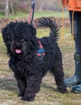 Pulcsi-SI, Wirbelwind sucht Körbchen! - Neustadt (Rübenberge)