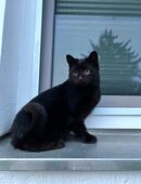 Schwarzes Kitten - europäische Tiger Kater in 88356