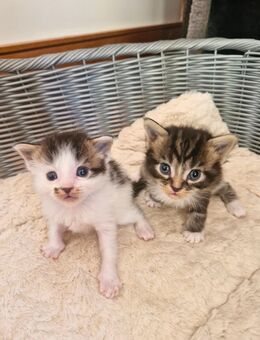 2 Mainecoon Kitten Typ Tabby - Langenhagen