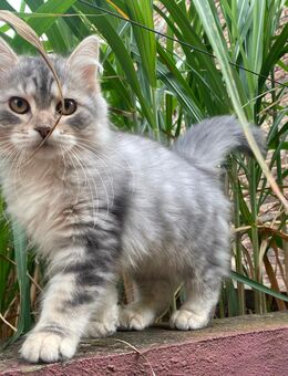 Selbstbewusstes Katerchen sucht ein liebevolles Zuhause! - Lorch (Hessen)
