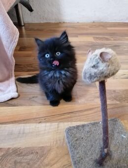 BKH Kitten suchen - Kabelsketal
