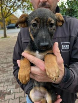 APRIL - nette Hündin sucht Familie - Schlitz