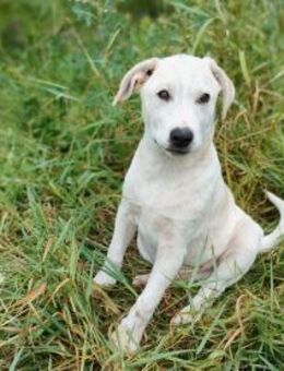 Vinao - Traumhund sucht Traumzuhause - Berlin