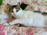 Agapi, menschenbezogener Kater, 4J - Vaterstetten