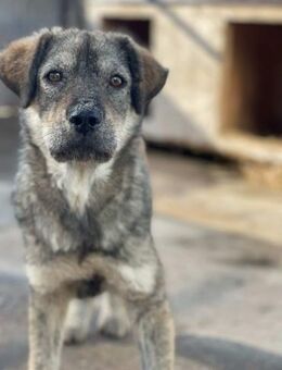 Ängstl. RENO sucht liebes Zuhause - Neuberg