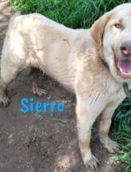 Sierro genügsamer Junghund 04/2024 ESP - Ruppertsecken
