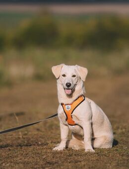 Riga in Kazan - Süderholz