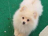 Pomeranian - Leonberg (Baden-Württemberg)