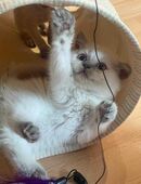 BKH und BLH Kitten Blue Point in 81477