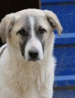 Neugieriger Hagrid braucht Geduld - Kallmünz