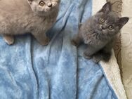 6 Britisch Kurzhaar Kitten suchen ein liebevolles Zuhause - Aachen