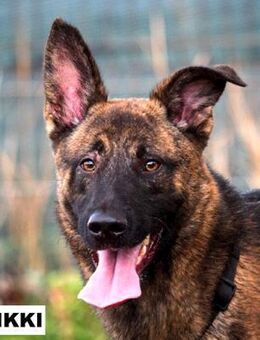 Rüde Nikki sucht liebe Menschen - Neuhausen (Fildern)