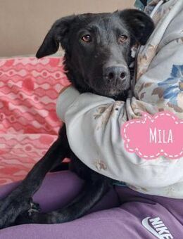 Mila eine Familiengeeignete Hündin - Flörsheim-Dalsheim