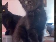 Schwarze Main coon mix Babys Ulm - Ulm