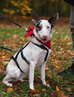 ARIZA- EIN STERNCHEN AUF DER SUCHE - Algermissen