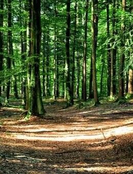 Der Wald ist Ihr Nachbar, und das in innenstadtnaher Lage von Münster-Gremmendorf auf einem herrlich ruhigen, 1080 m² großen Südwest-Grundstück !! - Münster