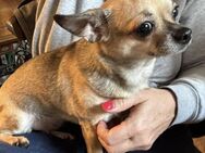 🌸 Csini kleine Chihuahua-Dame - Kassel