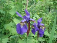 Iris sibirica, sibierische Schwertlilie - Soest