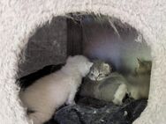Britische kurzeHaare kitten - Dortmund