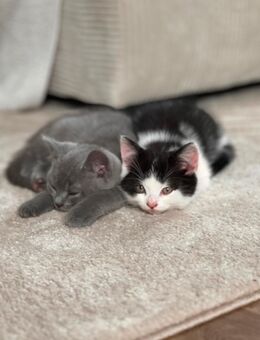 Süße bkh kitten auszugsbereit - Schortens Schortens