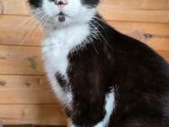 🐾Sanfter Oliver sucht Zuhause🐾 - Eislingen (Fils)