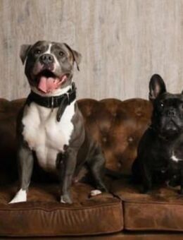 Tasha & Luna suchen ein zuhause (Amerikanische Bulldogge & Französische Bulldogge) - Tostedt