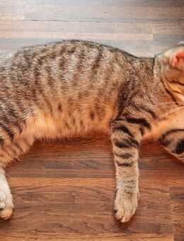 Kater und Katze suchen ein Zuhause. - Coswig