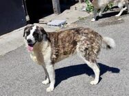 Stella sucht eine liebevolle Familie - München