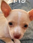 Mini-Chihuahua-Hund in 26901