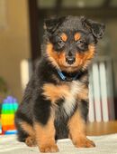 Australien Shepherd x Altdeutscher Hütehund Welpen in 45661