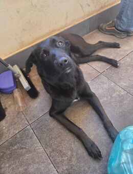 2 Malinois/ Belgischer Schäferhund - Pforzheim