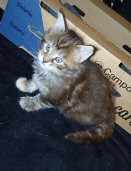 Xxl maine coon kitten reinrassig - Bad Kissingen