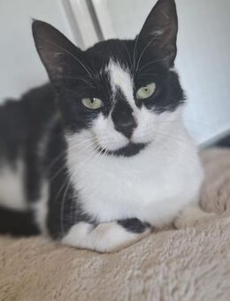 Patty sucht ein liebevolles Zuhause - Hürth