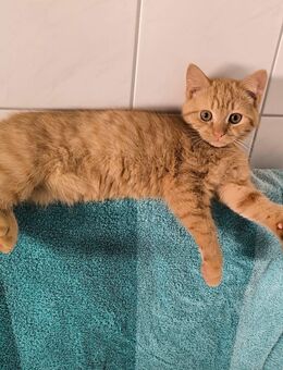 Eddy – Exotic Shorthair Mix Kater sucht liebevolles Zuhause - Waldbreitbach