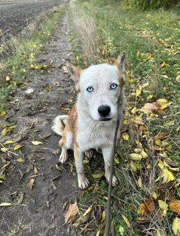 Prince, menschenbezogener Husky Mix - Remagen