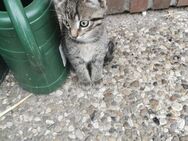 Kleinen Kater abzugeben - Bredstedt Zentrum