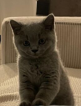 Kitten BKH 3 Monate, grau, geimpft und mit viel Zubehör! - Kerpen (Kolpingstadt)