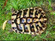 Griechische Landschildkröte - Bad Oldesloe