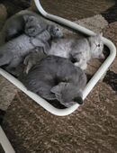 BKH Kätzchen in 71032