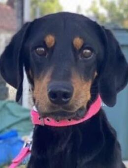 Zwölf, geb. ca. 10/2021, Griechenland - Euskirchen