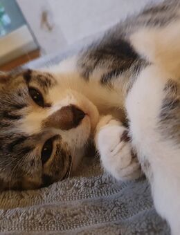Junger Kater 12 Wochen - Lörrach