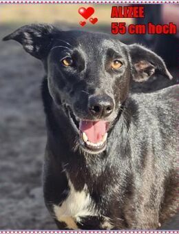 Alizee ist sozial, offen und klug - Schafflund