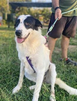 Geisha sucht ihr Forever Home! - Oberhausen