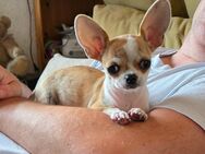 Reinrassige Chihuahuawelpen suchen Ihren Traumplatz! - Roth (Landkreis Altenkirchen (Westerwald))
