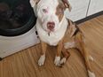 Wundervoller Junghund sucht liebevolles Zuhause in 04329