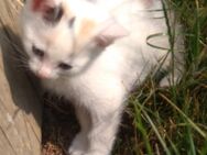 Kleine Katzen zu verkaufen - Haßfurt