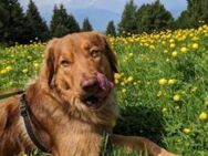 Aaro 60 cm (Pflegestelle) - Alpenrod