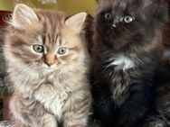 Sibirische Katze und Birma Edelmix Kitten Baby Kätzchen - Wesel