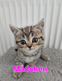 Britisch kurzhaar kitte - Hambergen